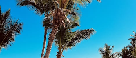 Private beach, white sand, free beach cabanas, beach massages