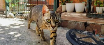 ☞ NICE & COZY☜ kings size bed Lucky Studio 13