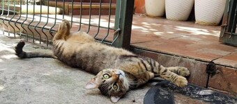 ☞ NICE & COZY☜ with Jacuzzi!! Blue Pearl Apartment