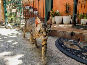 Property grounds - ☞ NICE & COZY☜ Classic Studio Apartment 12 (Timișoara)