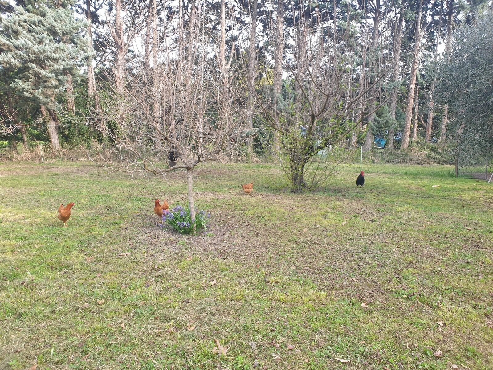 A grassy outdoor area with trees and a few chickens.