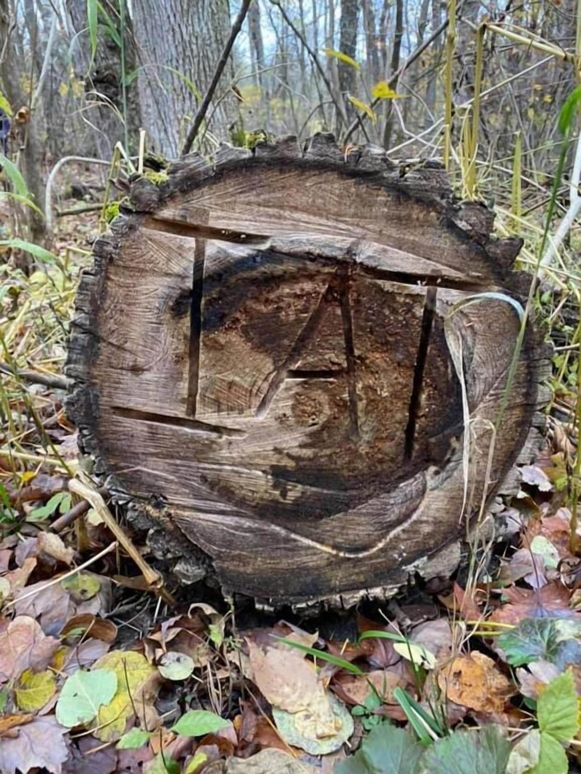 Un gran tocón de árbol con un corte transversal visible, rodeado de hojas y ramas caídas.