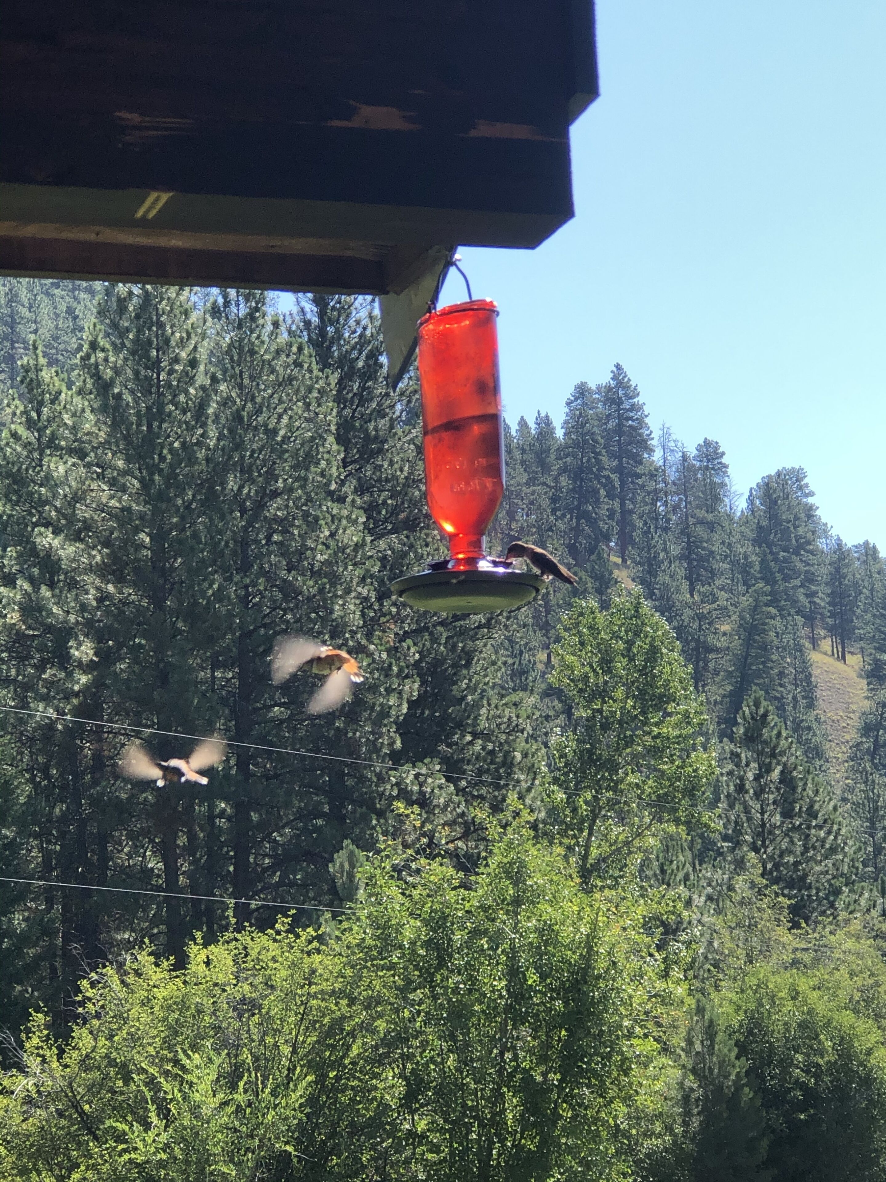 Une mangeoire à oiseaux suspendue à une structure, au milieu d’une zone boisée.
