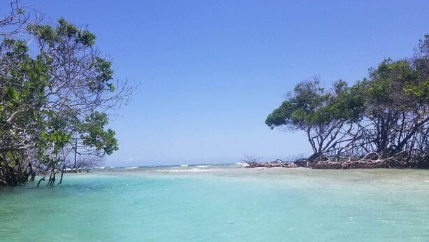 A clear turquoise sea with a sandy beach and mangrove trees on both sides. - Cayo Collado at Guayacán Guest House (Lajas)