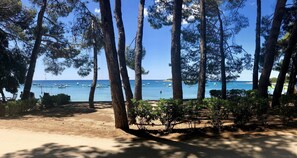 A beach with tall pine trees, a sandy area, and boats in the water.
