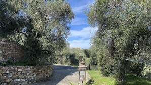 A cobblestone pathway flanked by stone walls and olive trees, leading to a rustic stone lantern.