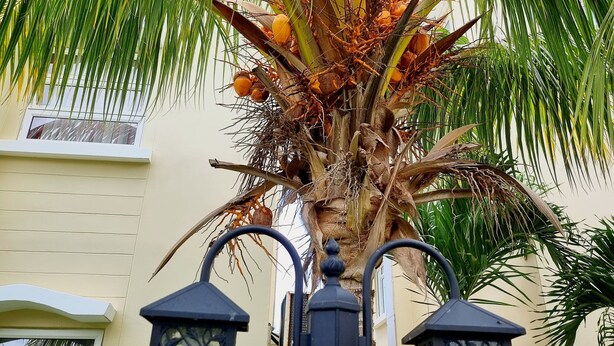 A palm tree with coconuts, a street lamp, and a building with windows. - Your little paradise at the end of the world - 100m from the beach (Flic en Flac)