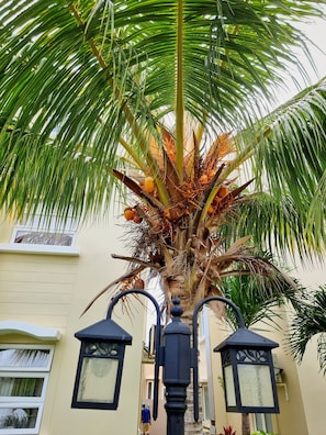Una palmera con cocos, una farola y un edificio con ventanas.