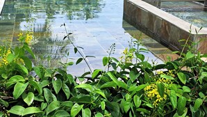 A swimming pool with clear water, surrounded by green foliage and yellow flowers. - Your little paradise at the end of the world - 100m from the beach (Flic en Flac)