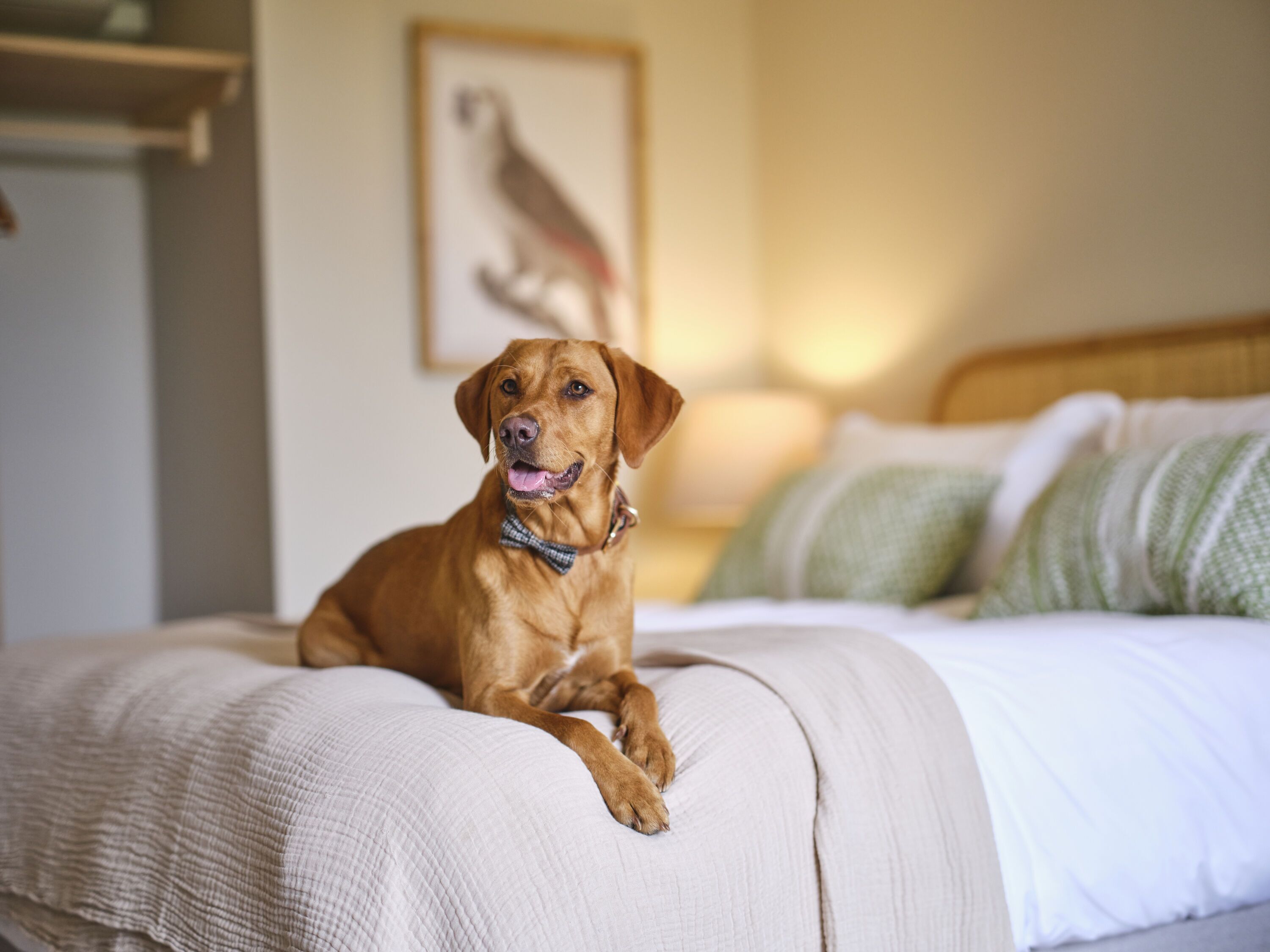 Un perro sentado sobre una cama en una habitación con un cuadro en la pared.