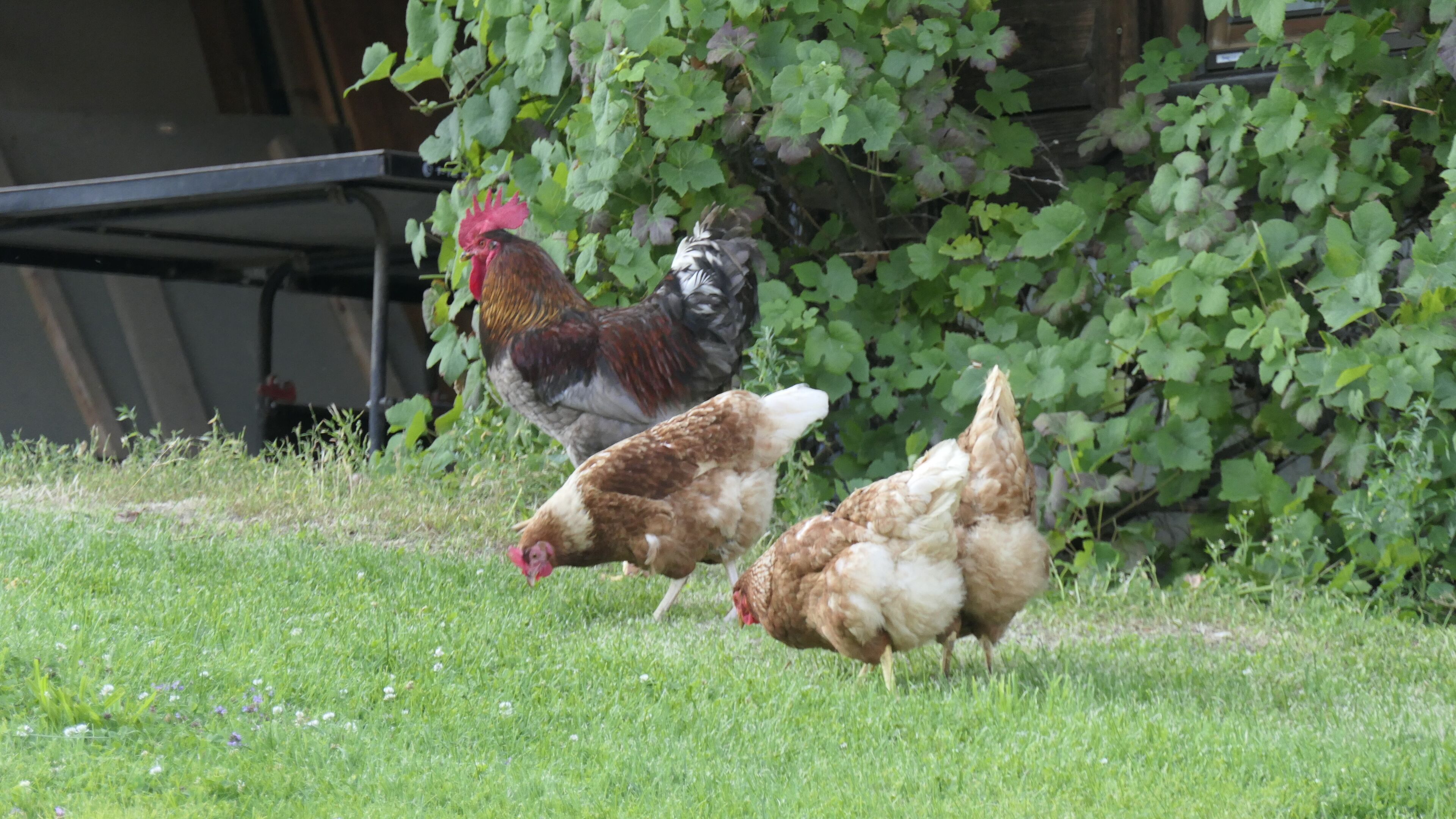 Un espacio cubierto de hierba con un gallo y dos gallinas.