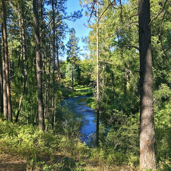 Une zone boisée traversée par un ruisseau.