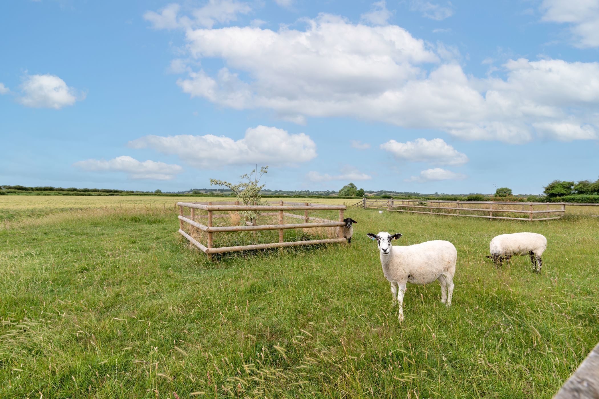 Een begraasd veld met een houten omheining en schapen.