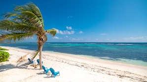 A beach with a palm tree, clear blue water, and a few blue chairs.