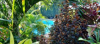 Spacious Tropical Oasis | Moko