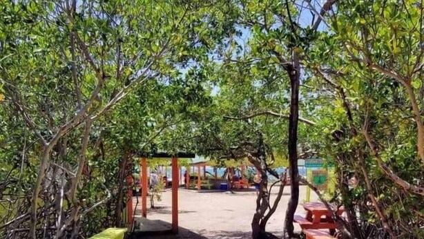 Pasarela de madera con bancos a ambos lados, rodeada de exuberante vegetación.