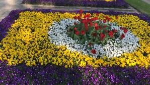 Een tuinpad met bloembedden in geel, paars en rood.