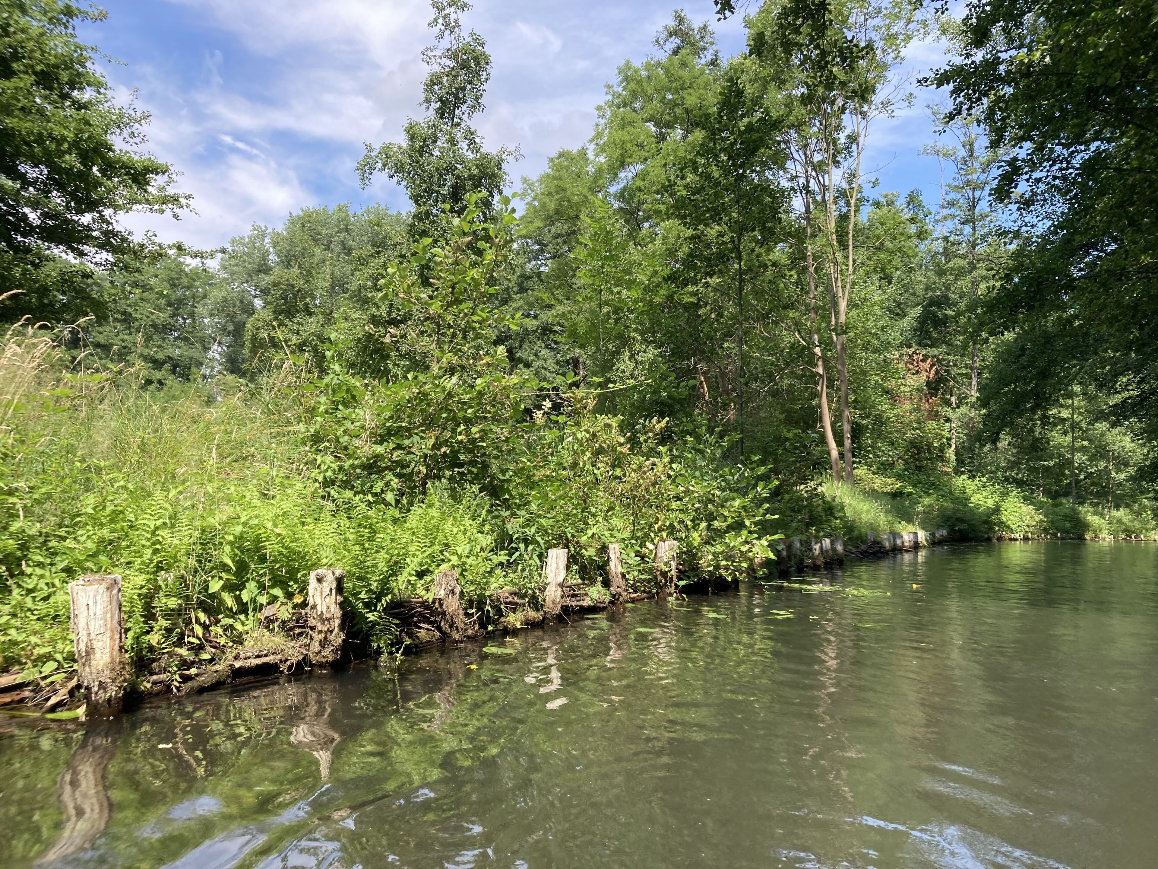 Un fiume tranquillo con una fitta vegetazione e alberi su entrambe le sponde.
