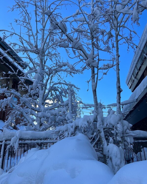 Un árbol cubierto de nieve frente a un edificio, con un cielo azul despejado.
