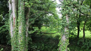 Eine natürliche Umgebung mit mit Efeu bewachsenen Bäumen, einem Bach und einer grünen Wiese im Hintergrund.