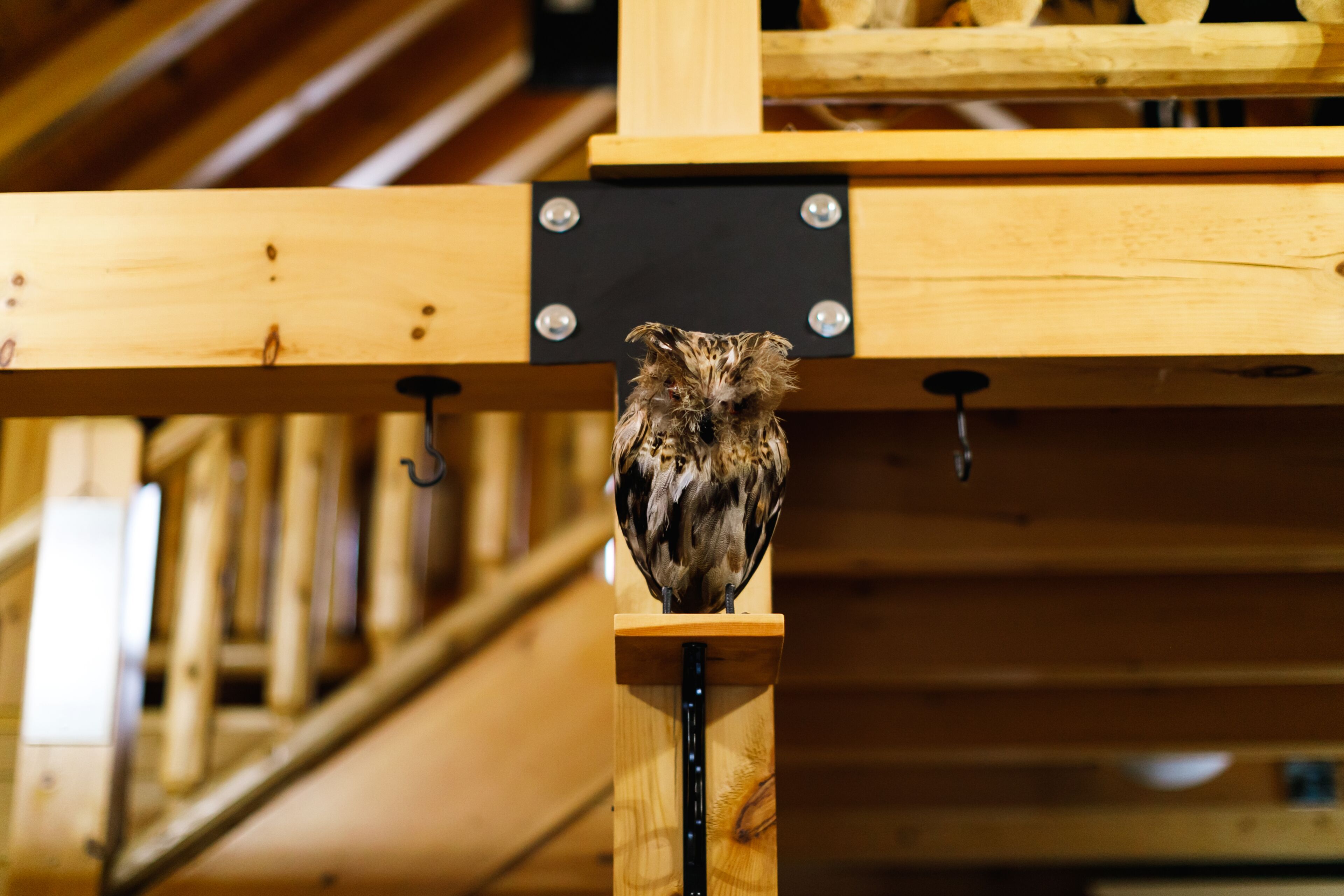 Un oiseau était perché sur une structure en bois, maintenue par un support métallique noir.