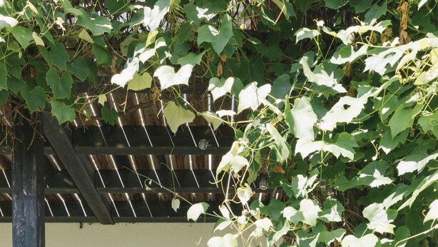 An outdoor wooden deck with a table and chairs, a pergola with climbing vines, and a white building with open shutters.