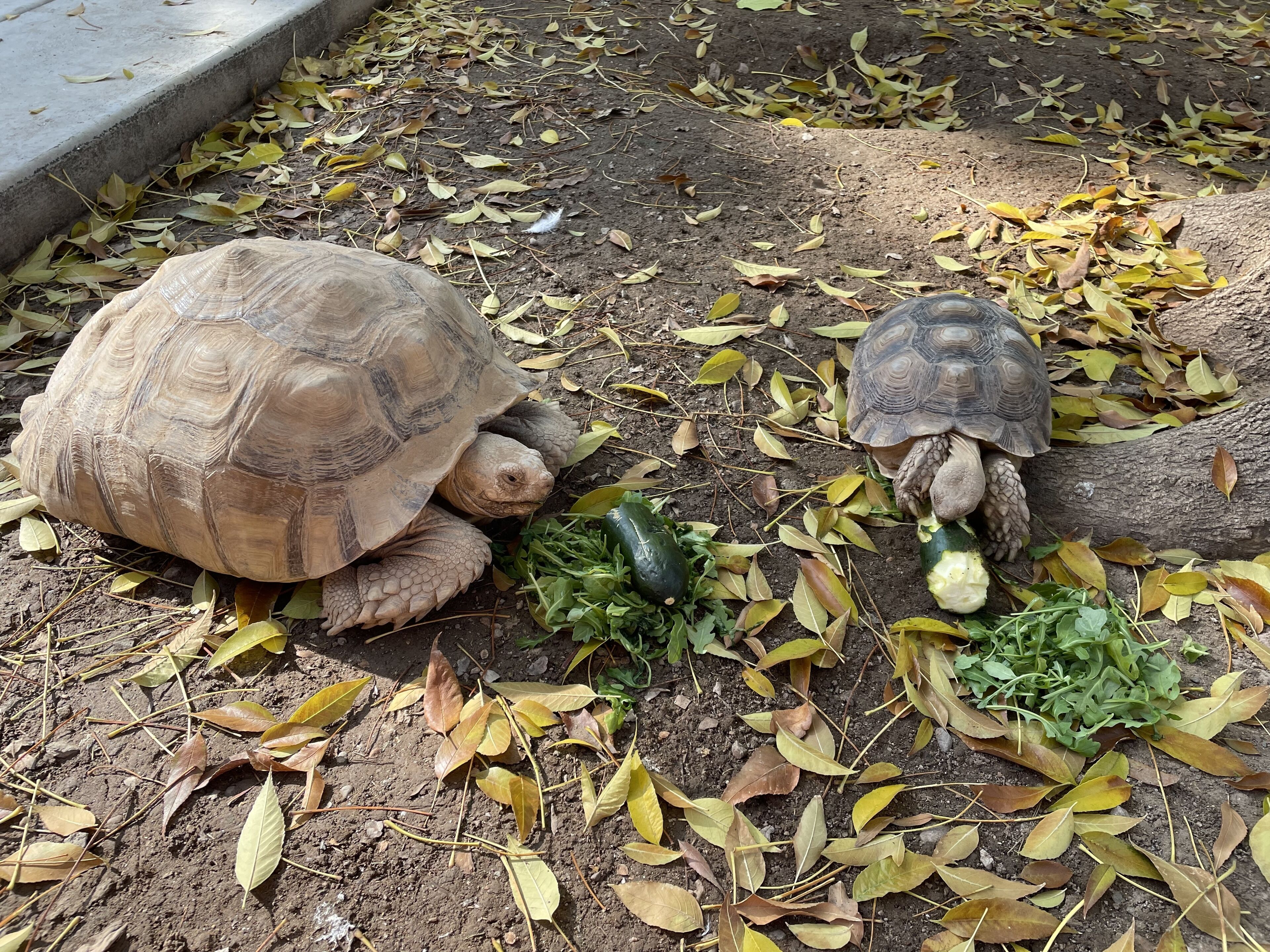 Deux tortues sur un sol terreux, parsemé de feuilles sèches et agrémenté de quelques plantes vertes.