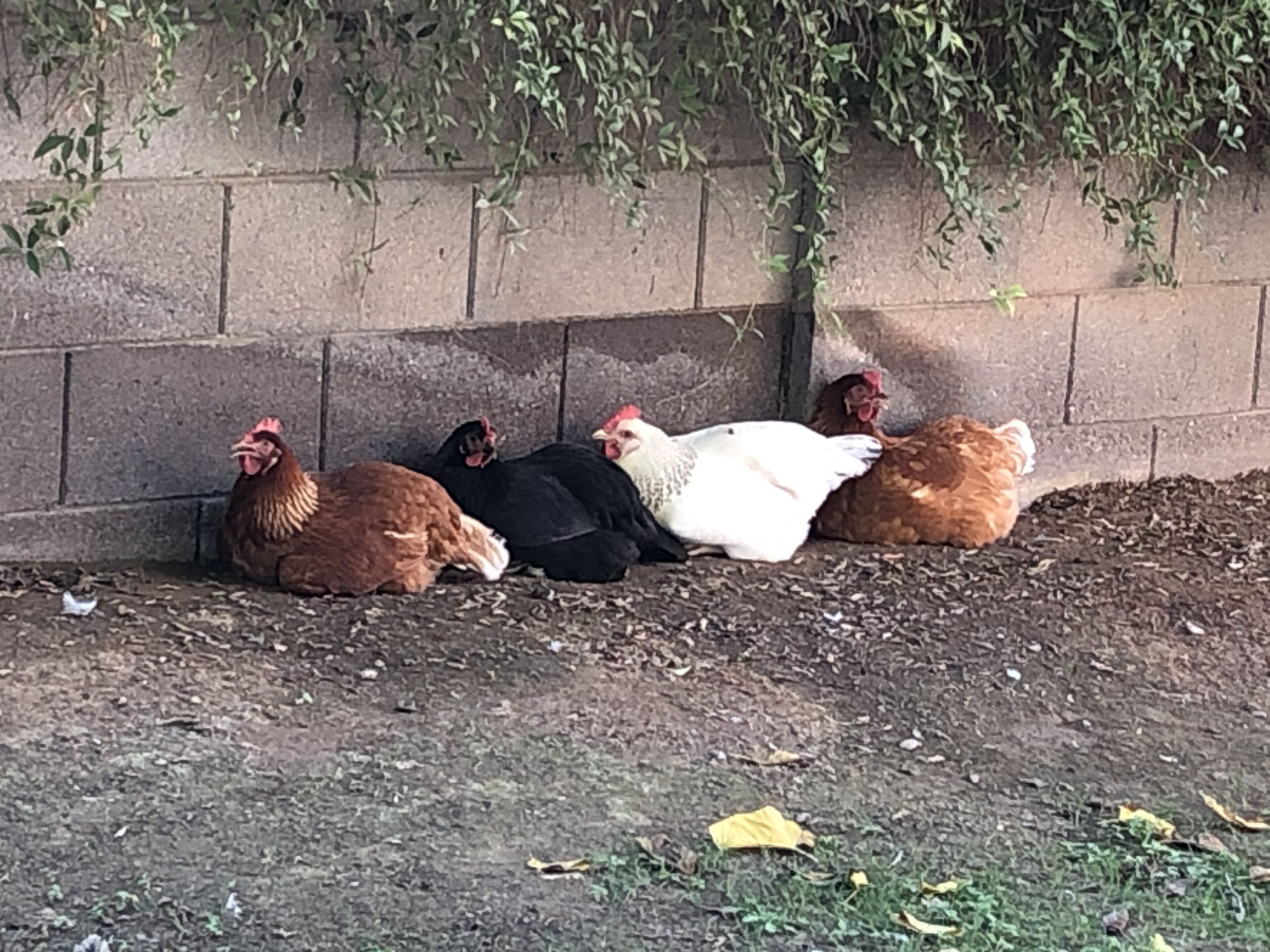 A group of chickens resting against a brick wall.