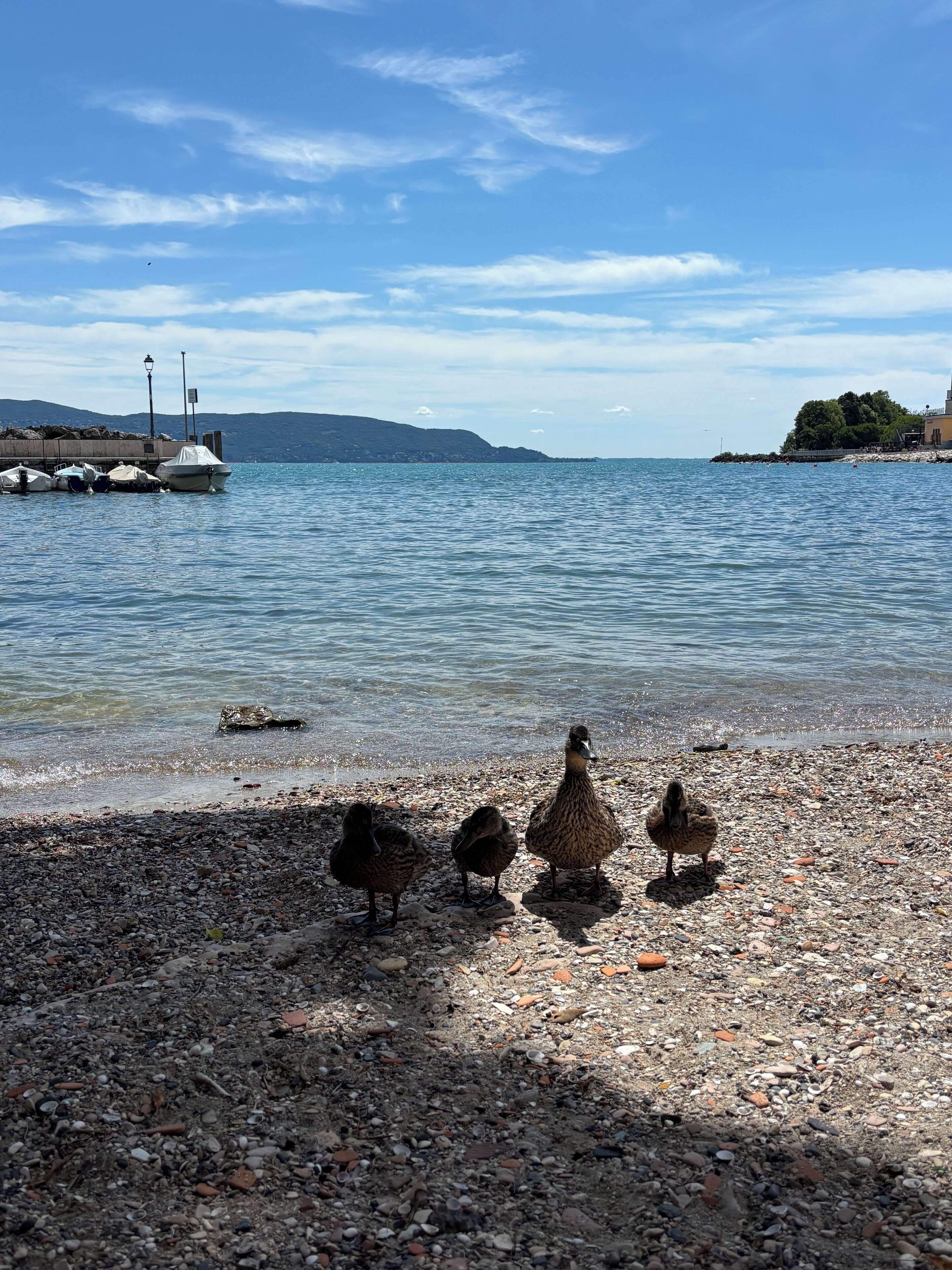 Ein Kiesstrand mit Enten und Booten im Hintergrund.