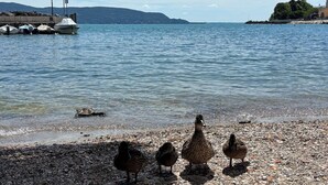 A pebbled beach with ducks and boats in the background.