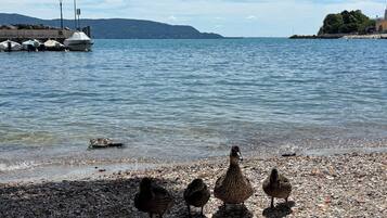 Ein Kiesstrand mit Enten und Booten im Hintergrund.