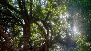 A large tree with a thick trunk and sprawling branches, a stone building with a wooden door and blue shutters, and a clear sky. - Ultimate experience of living in a traditional Legacy with a natural setting (Sidon)