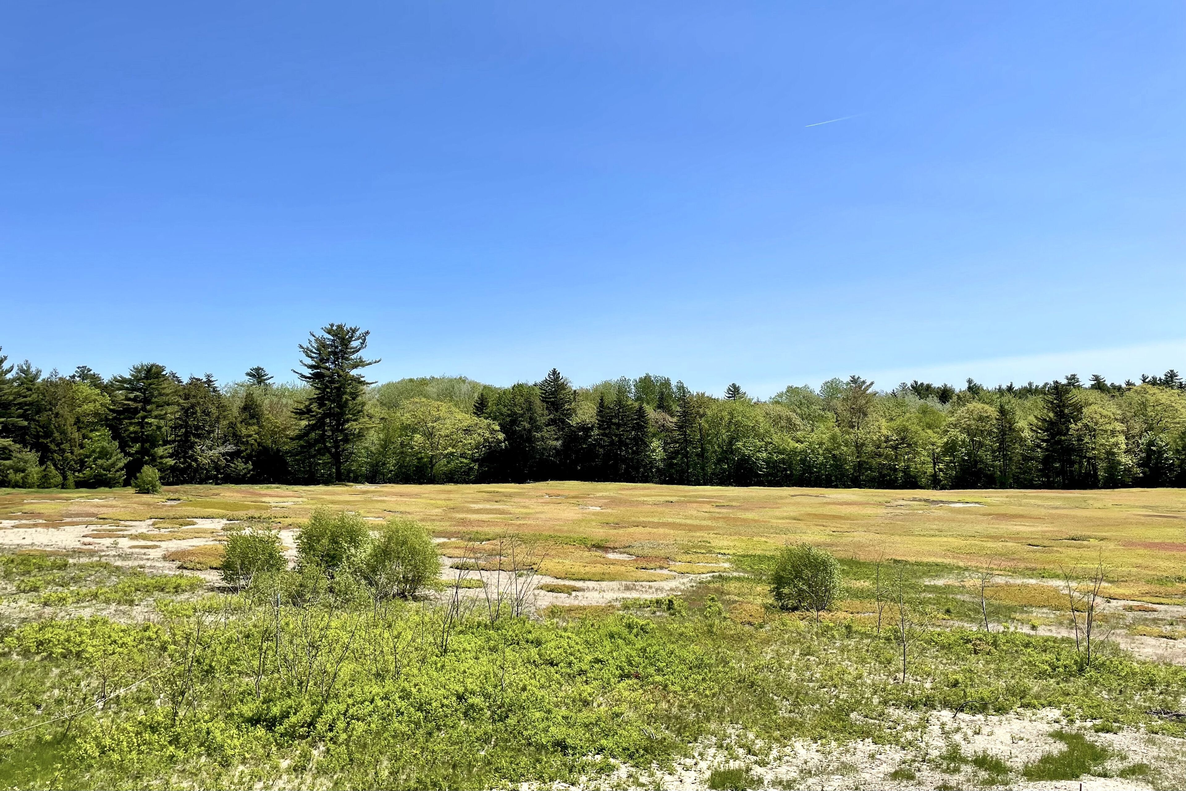 A natural landscape with a grassy field, trees, and a clear sky.