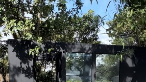 Un sendero pavimentado que conduce a una construcción moderna con fachada de vidrio, rodeada de vegetación y plantas en macetas.