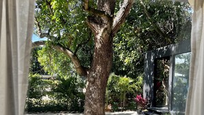 Une vue à travers une fenêtre sur un espace extérieur bordé d’arbres, avec un chemin pavé et des plantes en pot.