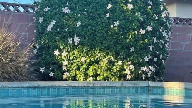 A swimming pool with clear blue water, surrounded by a tiled edge and a hedge with white flowers. - Relaxing 3 Bedroom, 2 Bathrooms. Large backyard, pool, jacuzzi + 2 patios, grill (Los Angeles)
