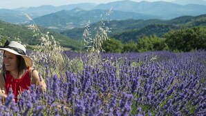 A field of lavender with a mountainous backdrop. - Coeur de ville, T2, pedestrian street, Digne les Bains  (Digne-les-Bains)