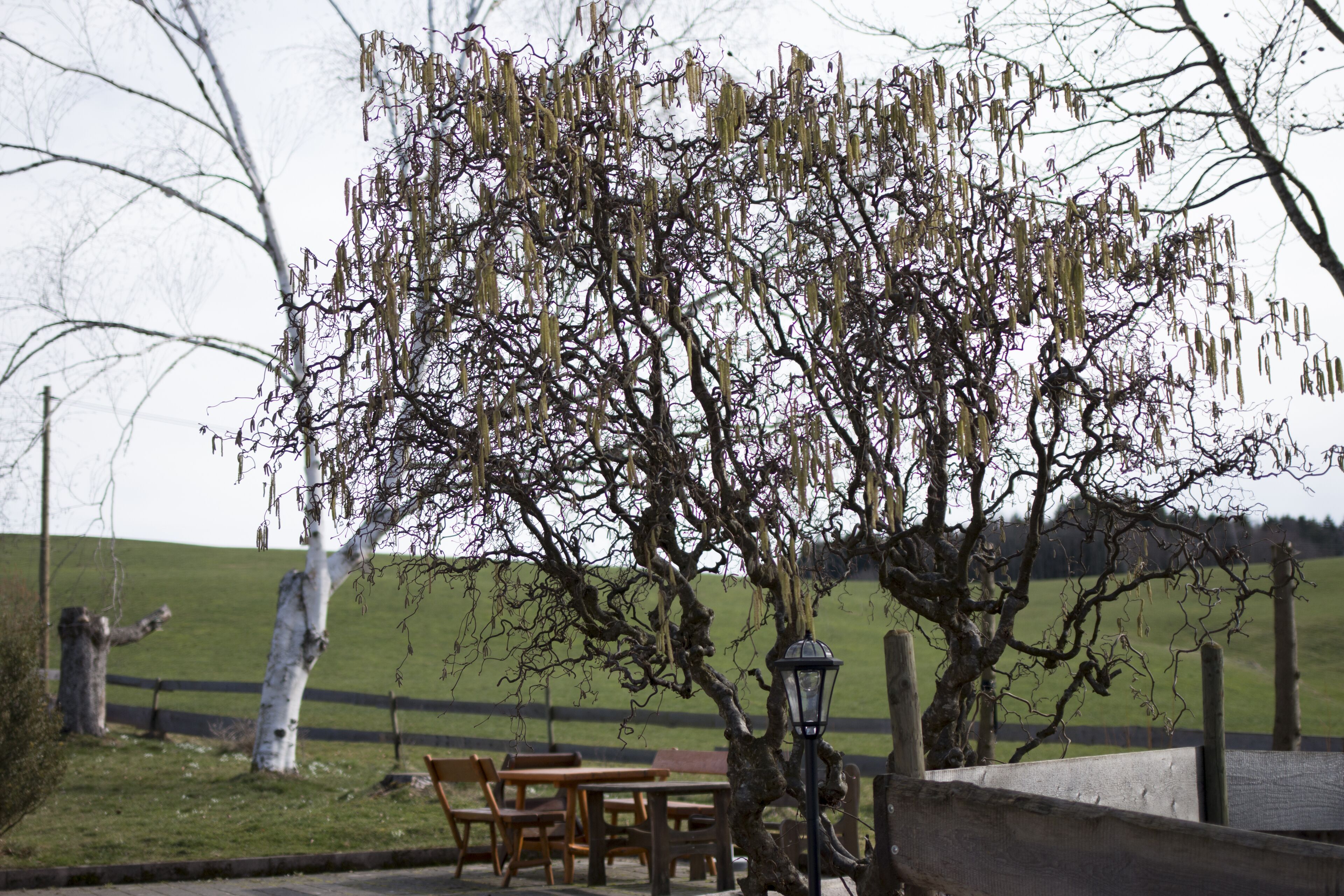 A dining area with a table and chairs, a lamp post, and a tree with hanging branches.