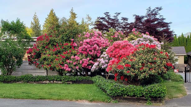 A residential area with a well-maintained garden featuring flowering shrubs and trees. - Riverside Escape (Chilliwack)