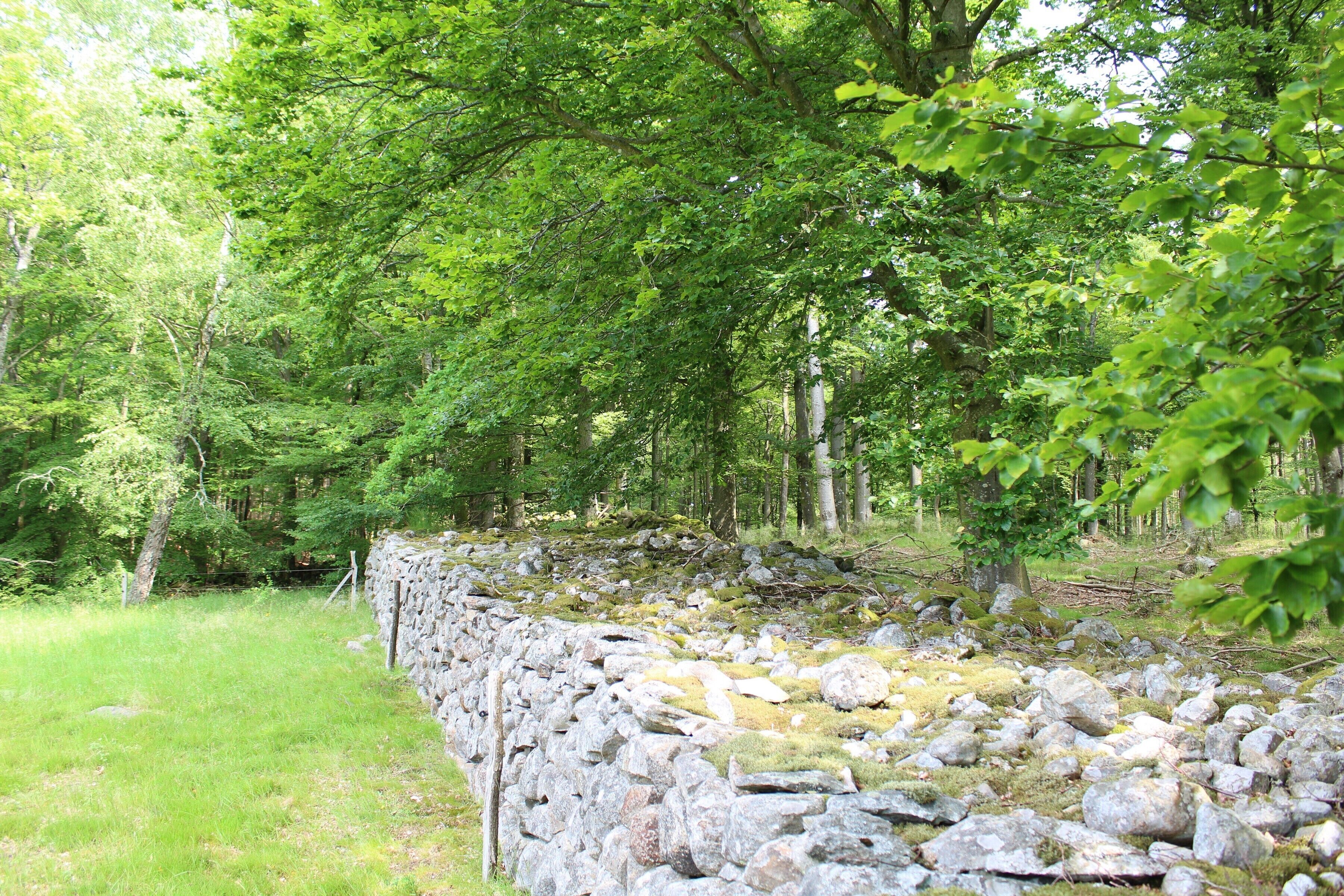 Un muro de piedra en un área boscosa, con árboles y césped.