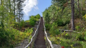 A wooden staircase leading uphill, surrounded by greenery and trees. - Vacation home "Ons Hüske" 50sqm in a quiet location  (Dirkshorn)