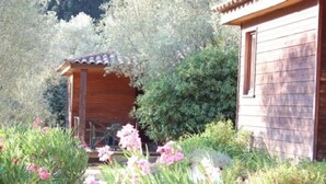 Una cabana de fusta amb un porxo, envoltada de vegetació exuberant i plantes amb flors.