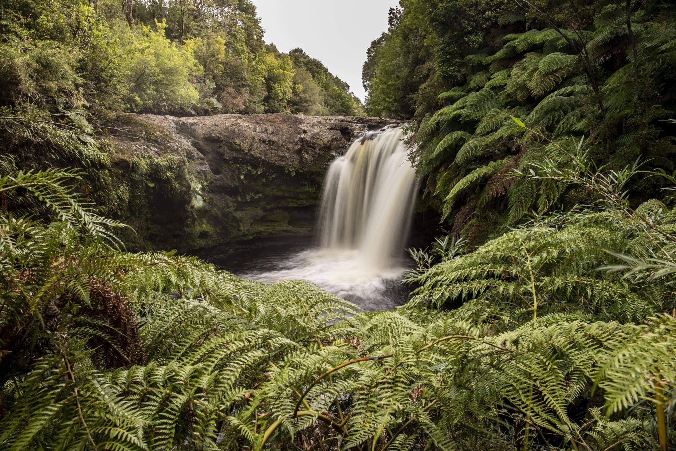 A waterfall surrounded by dense ferns and trees.