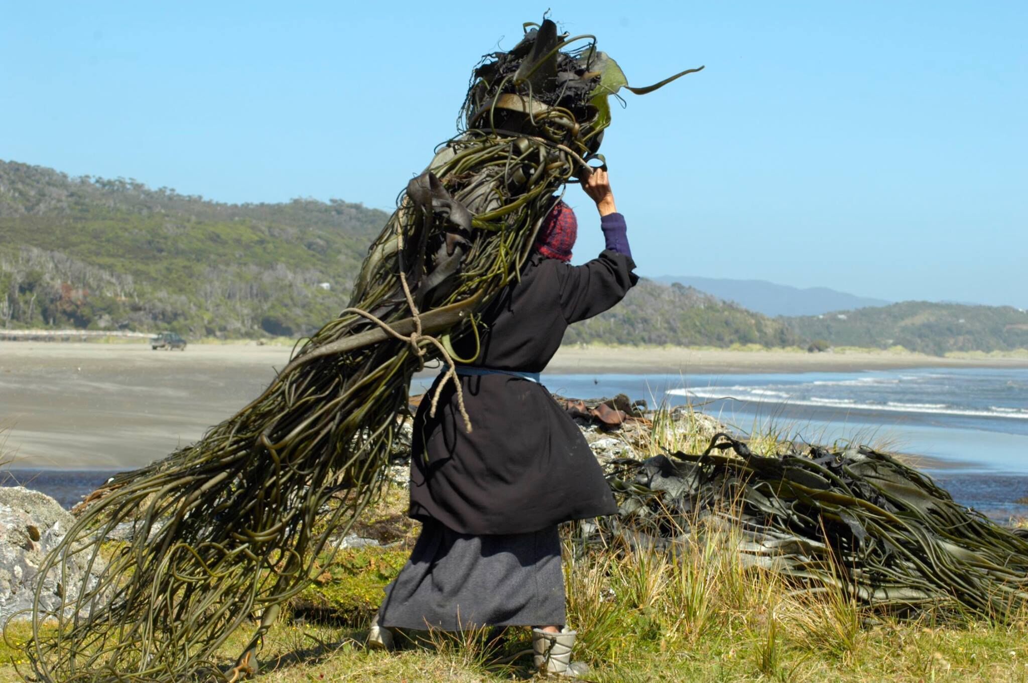 A person carrying a large bundle of seaweed on a beach with a view of the sea and hills in the background.