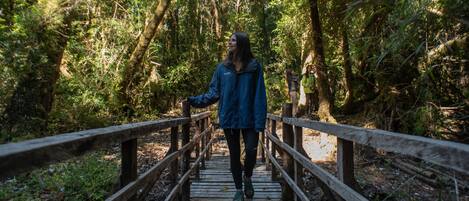 A wooden bridge in a forested area.