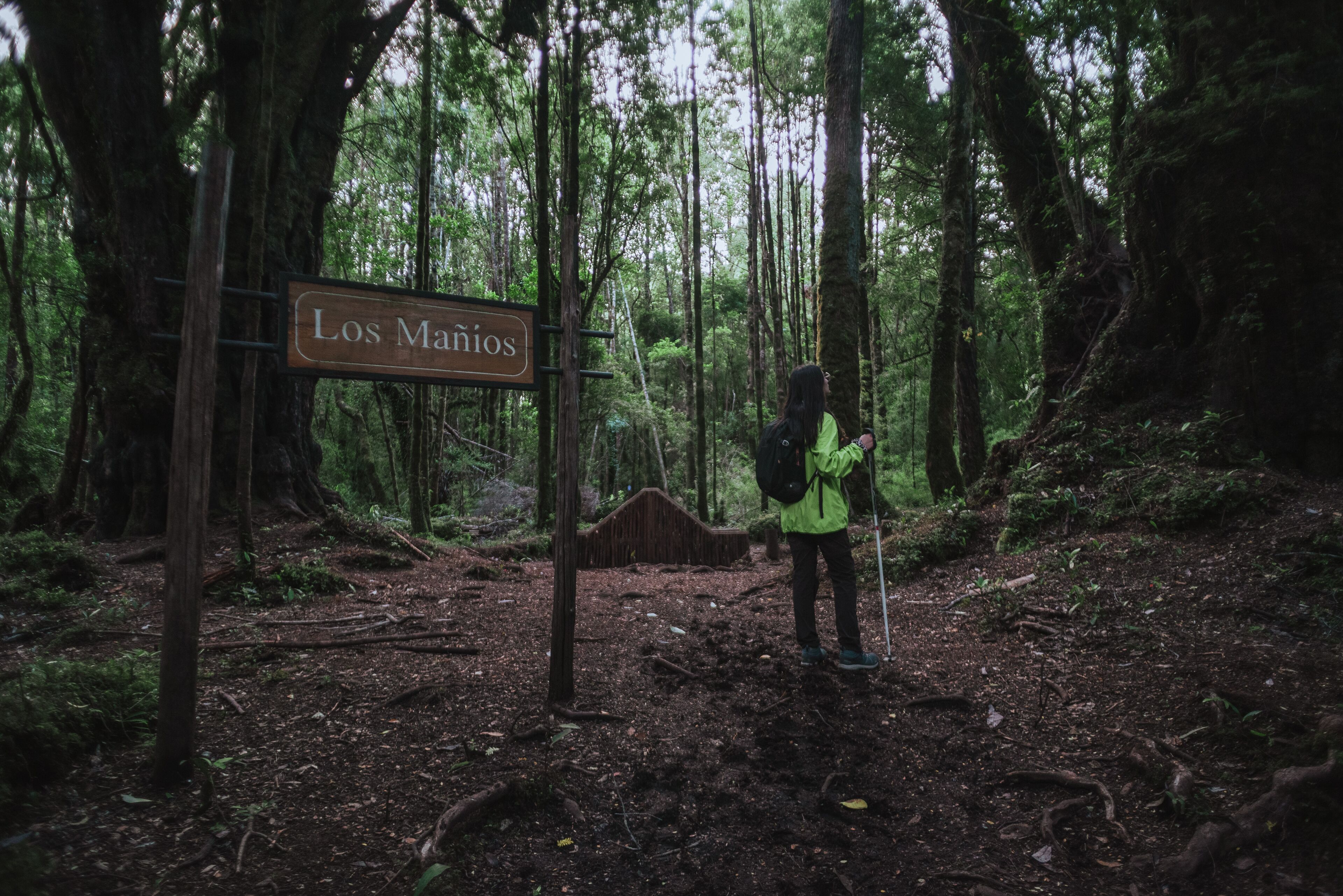 A forested area with a sign reading "Los Mancos".