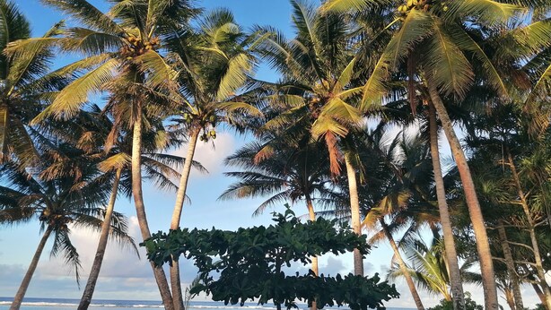 A beach with tall palm trees and a view of the ocean. - Island Hopper Hotel (Kosrae)