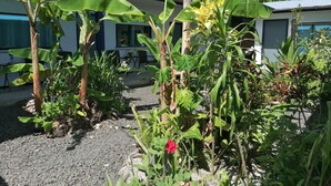 A garden area with banana trees, a gravel path, and a building with a white facade and dark windows. - Island Hopper Hotel (Kosrae)