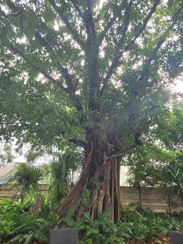 A large tree with extensive roots and dense foliage.