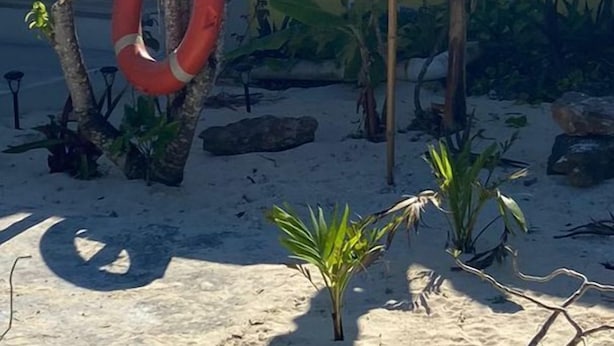 A sandy outdoor area with a lifebuoy, small plants, and a yellow building with a door and windows. - Rosebud (Rock Sound)